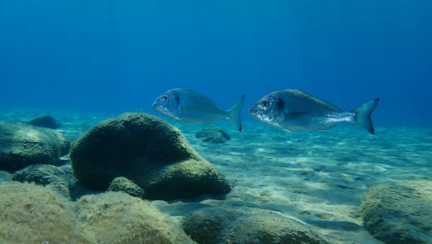 Dorade im Wasser
