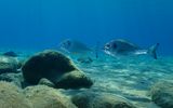 Dorade im Wasser